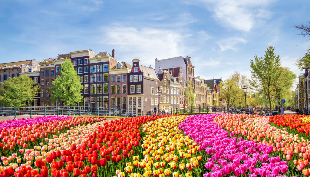 Amsterdam tulips